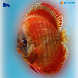 Discus Red Rose 16/18 cm