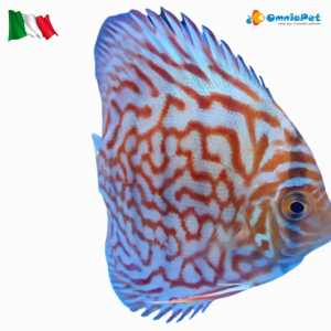 Discus Rosso Turchese High Body