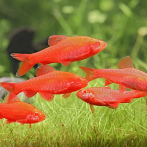 10 Puntius Titteya Albino