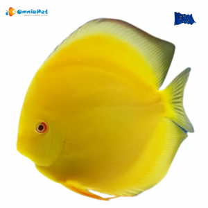 Discus Yellow Solid 6-7cm