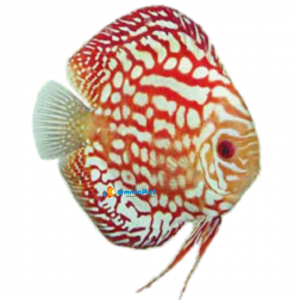 Discus pigeon Blood 10-12 cm