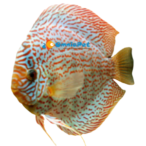 Discus Leopard 16/18 cm