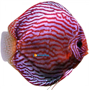 Discus RT Heckel