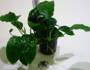 Assortimento anubias 5pz.