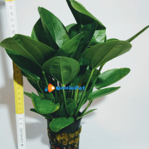 Echinodorus Pianta Madre XL
