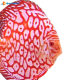 Discus 10 cm Pigeon Jaguar 