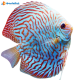 Discus 16 cm Tiger Vertical 