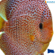 Discus Leopard Full Spotted