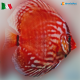 Discus Rosso Turchese