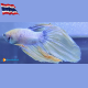 Betta Platinum White-Gold femmina