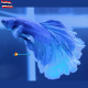 Betta Dragon Maschio