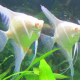 Scalare Rio Japura albino 4/5 cm 