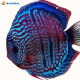 Discus Heckel Cross