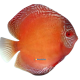 Discus 7/8cm Golden Red Pigeon 