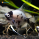 Scalari Panda 
