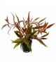 Alternanthera Roseifolia mini vasetto 3pz.