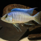 1 Coppia Copadicromis Ivory Lupingu 4cm