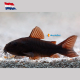 Corydoras black venezuela xl