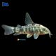 Corydoras Paleatus XXL