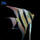 Pterophyllum altum Dantume 4-5cm.