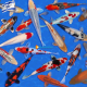 5 Carpe Koi 8/11 cm