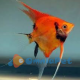 Scalari Red Devil 3/4cm