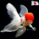 2 Oranda Red Cap Fantail 9-11cm