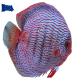 Discus 16 cm Turchese Rosso High Body 