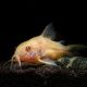 Corydoras Aeneus Albino