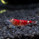 Neocaridina Bee Red Ruby XL