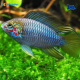 1Coppia Apistogramma SP.Opal 