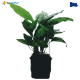 Anubias  