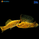 Coppia Poecilia Latipinna orange