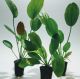Echinodorus assortite in vasetto 5pz..Assorted Echinodorus pot 5pz .