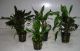 Assortimento Cryptocoryne in vasetto 5pz