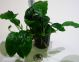 Assortimento anubias 5pz.
