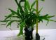 Microsorium pteropus in vaso pianta madre per acquario.