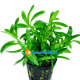 Heteranthera zosterifolia  3 vasetti