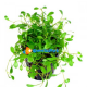 Glossostigma elatinoides 3 vasetti 