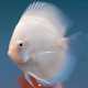 Discus Albino Ghos 7/8cm