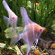 Scalari Altum Peruensis albino 3/4 cm.