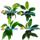 Anubias 3 vasetti