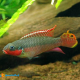 1 Coppia Pelvicachromis Teniatus Nigeria Red 