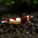 Neocaridina Red Wine XL