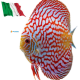Discus Pigeon Blood Checkerboard