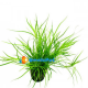Juncus Repens  3 vasetti