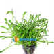 Lilaeopsis 3 vasetti