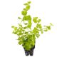 Lysmachia Aurea (yellow) mini vasetto 3 pz.