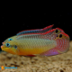 1 Coppia Pelvicacromis Teniatus Moliwe XL