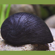 5 Neritina Pulligera